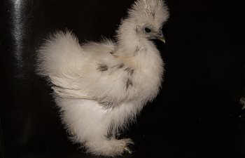 chick1.jpg