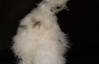 chick13.jpg chick13.jpg