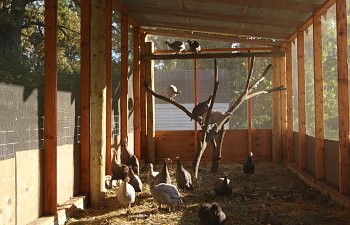 guineas.jpg guineas.jpg