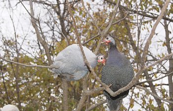 guineasinthetrees-2.jpg guineasinthetrees-2.jpg