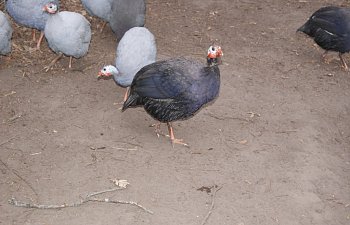 royalpurpleguineas-2.jpg royalpurpleguineas-2.jpg