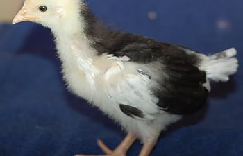 dottie-1.jpg dottie-1.jpg
