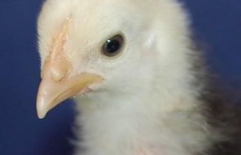 dottie-2.jpg dottie-2.jpg