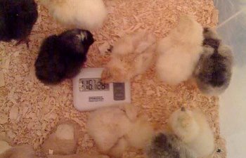 chicks2-1.jpg chicks2-1.jpg