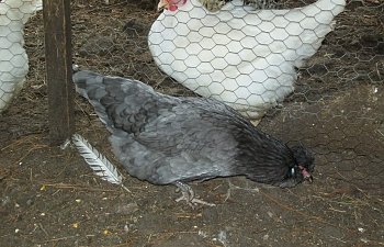 chickenfeb11009-1.jpg