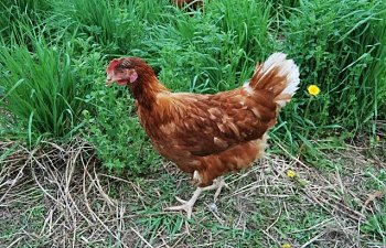 Hens052.jpg