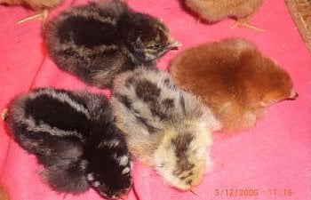chick4.jpg chick4.jpg