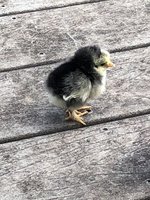 690094E3-08E4-43C6-AF25-28C39216E030.jpeg