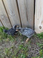 IMG_20180429_173913.jpg