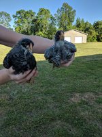 IMG_20180429_174307.jpg