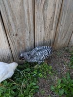 IMG_20180429_173908.jpg