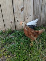 IMG_20180429_173508.jpg