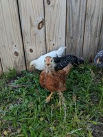 IMG_20180429_173509.jpg
