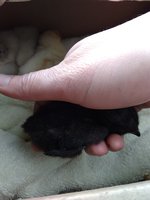 IMG_20180429_150441602.jpg