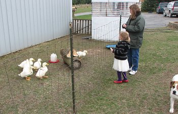 geese-7.jpg geese-7.jpg