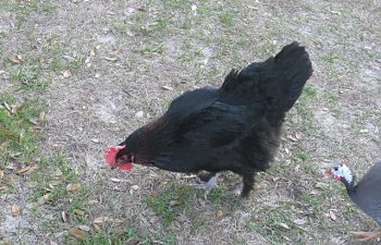 Silkies047.jpg Silkies047.jpg
