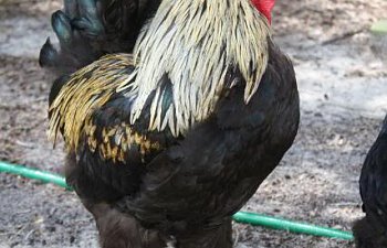 Marans008-1.jpg Marans008-1.jpg