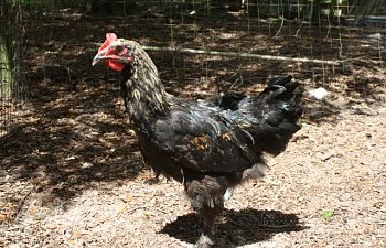 Marans027.jpg Marans027.jpg