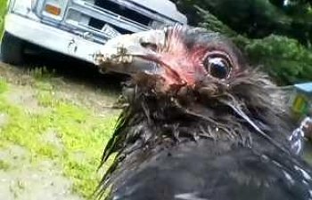 14678_raven.jpg 14678_raven.jpg