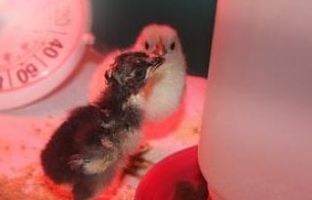 45425_andalusian_chicks_hatched_12-6-2010.jpg 45425_andalusian_chicks_hatched_12-6-2010.jpg