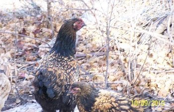 36180_chickens100910_003.jpg 36180_chickens100910_003.jpg