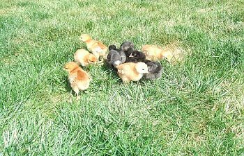 2007_1002Chicks0038.jpg 2007_1002Chicks0038.jpg