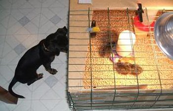 2007_1002Chicks0046-1.jpg 2007_1002Chicks0046-1.jpg