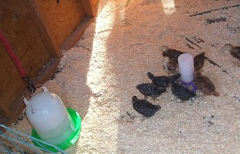 2007_1021Chicks0042.jpg 2007_1021Chicks0042.jpg