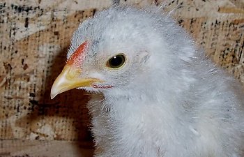 Blue_Wyandotte_Cockerel_4wks_a.jpg