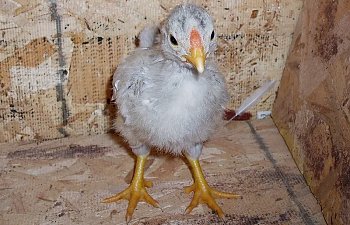 Blue_Wyandotte_Cockerel_5wks_a.jpg