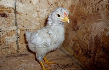 Blue_Wyandotte_Cockerel_5wks_b.jpg