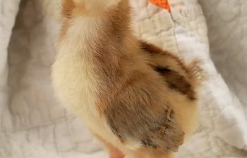 chick01.jpg chick01.jpg