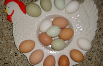 eggs003.jpg
