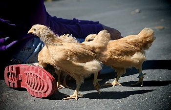 IMG_3677.jpg IMG_3677.jpg