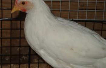 chickenpage4.jpg chickenpage4.jpg