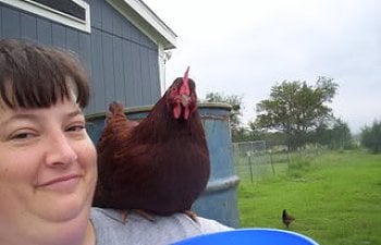 Rhode Island Reds Chicken Breed Information Pictures