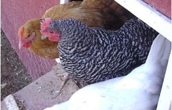 53087_chickens_coming_out_coop.jpg 53087_chickens_coming_out_coop.jpg