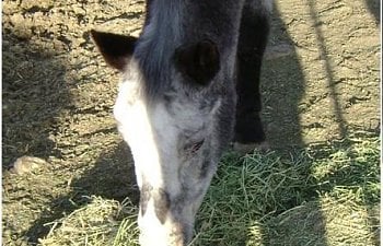 53087_smaller_blue.jpg 53087_smaller_blue.jpg