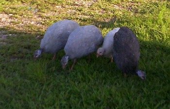 3524_theguineasaug2009.jpg 3524_theguineasaug2009.jpg