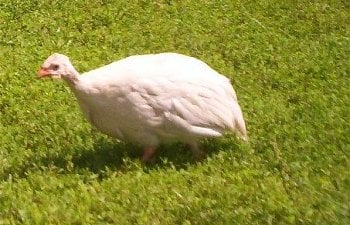 3524_opalineguinea.jpg 3524_opalineguinea.jpg