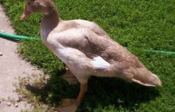 3524_elliotthemuscovyduck.jpg