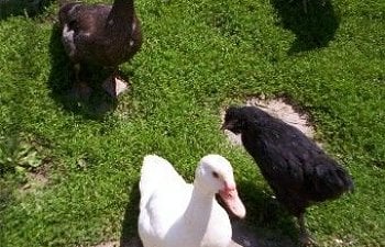 3524_gypsyandellenmuscovyducks.jpg