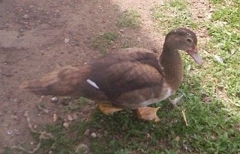 3524_piperthemuscovyduck.jpg