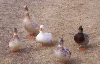 3524_5duck.jpg 3524_5duck.jpg