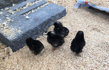 upload_2018-4-30_6-49-59.png