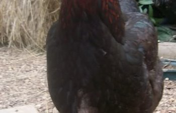 Crow11.jpg Crow11.jpg