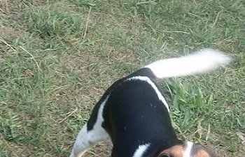 3dogs.jpg 3dogs.jpg