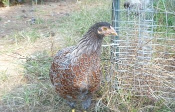 94270_chickensoctober11_129.jpg 94270_chickensoctober11_129.jpg