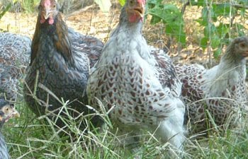 94270_chickensoctober11_149.jpg 94270_chickensoctober11_149.jpg