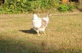94270_chickensoctober11_091.jpg 94270_chickensoctober11_091.jpg